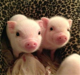 全國驚現首個豬價破 12 省份，羊價走勢或緊隨其后