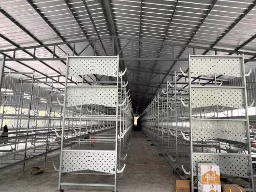 80后大學(xué)生返鄉(xiāng)創(chuàng)業(yè)，蛋雞養(yǎng)殖年銷(xiāo)售額破億元