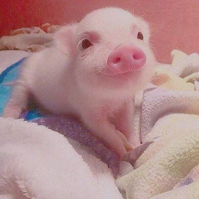 生肖豬與生肖雞 勇往直前，財星高照，驚喜連連