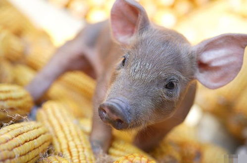 4月23號，屬豬人需謹慎應對潛在挑戰