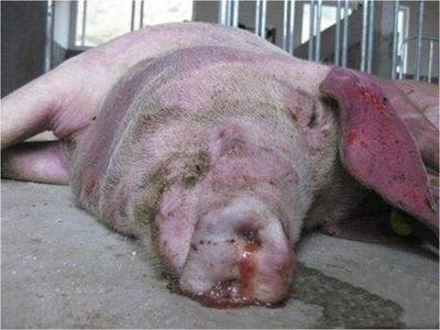 豬咳嗽喘氣總治不好？專家教你一招，科學治愈呼吸道疾病