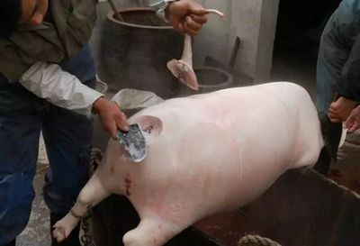 豬羊之間 那些年，我們守在鍋邊的童年滋味