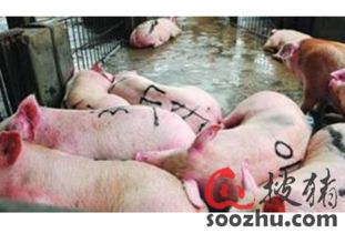 生豬屠宰加工 行業(yè)現(xiàn)狀、挑戰(zhàn)與數(shù)字化預警的重要性