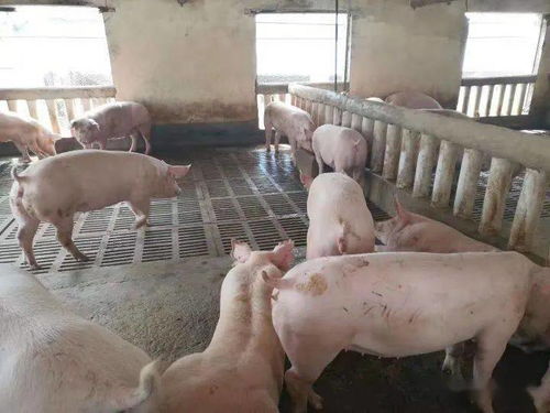 仔豬健壯漲勢強，新鄉(xiāng)大北農(nóng)產(chǎn)品來幫忙